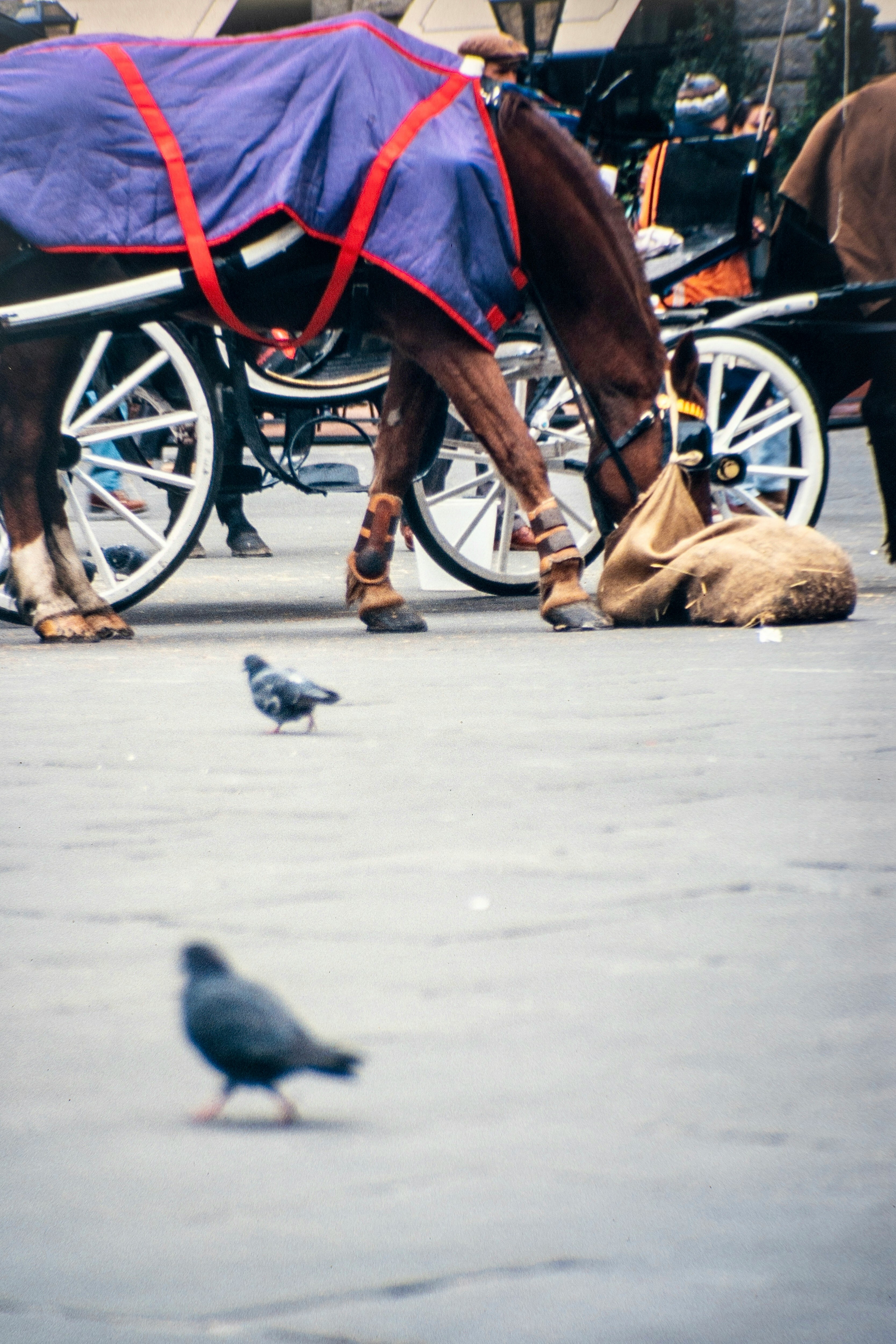 brown horse with black horse saddle